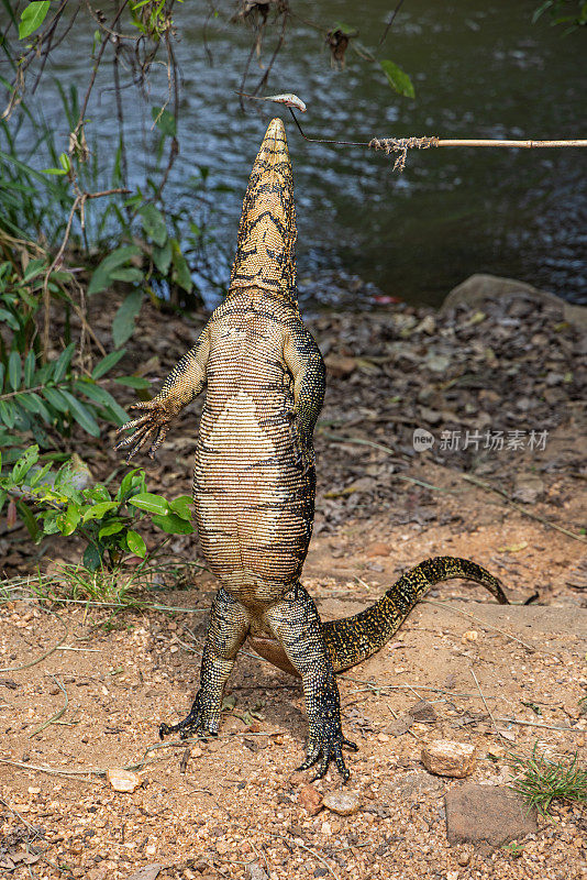 Varanus salvator或普通的水监视器正在喂死鱼